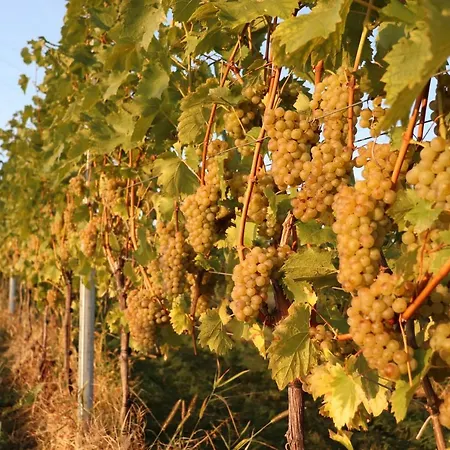 Aurelia * Kitzeck im Sausal