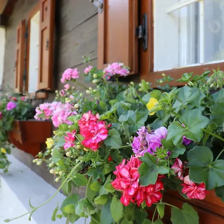 Aurelia * Kitzeck im Sausal