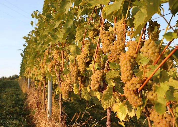 Aurelia * Kitzeck im Sausal